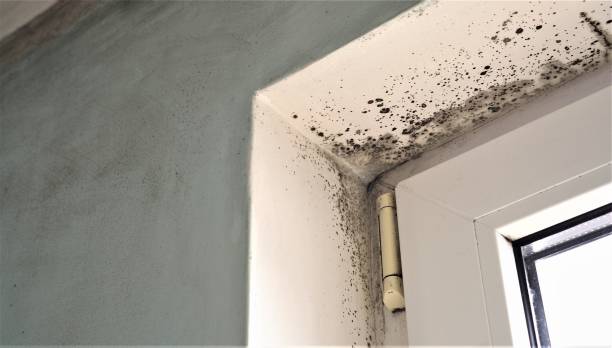 Best Mold Remediation for Healthcare Facilities  in Carver, MN
