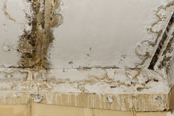 Best Comprehensive Air Testing for Mold Contaminants  in Carver, MN