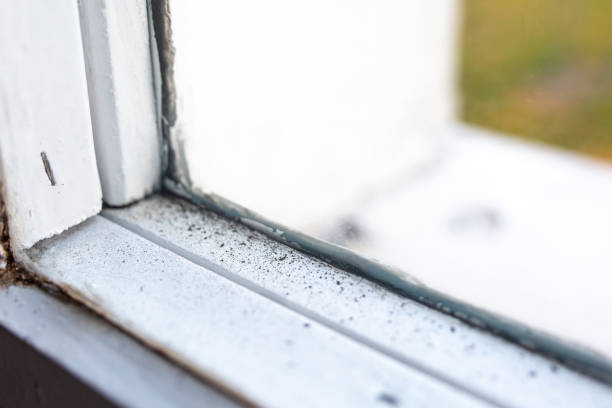 Best Environmental Consulting for Mold Prevention  in Carver, MN