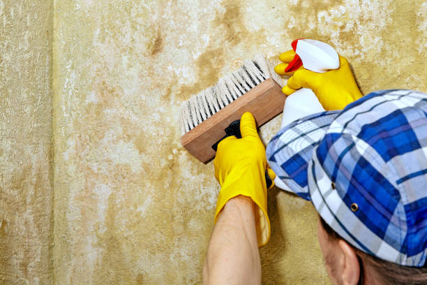 Best Mold-Related Health Consultation  in Carver, MN