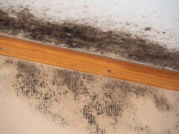 Carver, MN Mold Removal Company