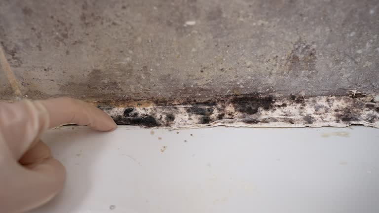 Best Mold Removal for HVAC Installations  in Carver, MN