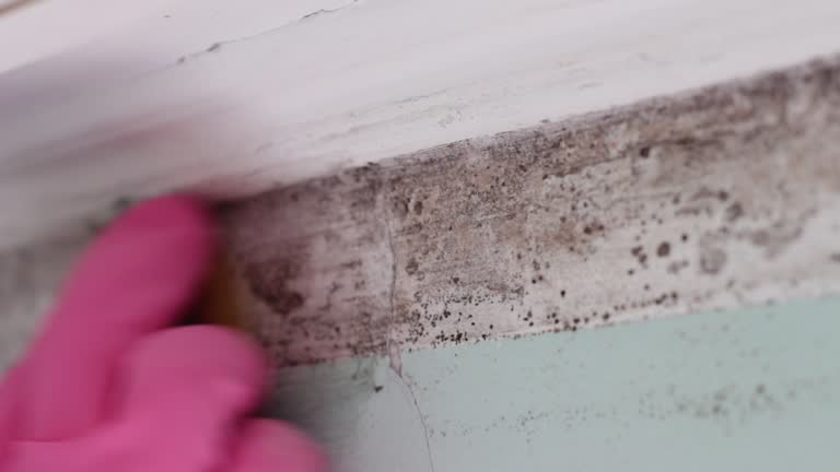 Best Water Damage & Mold Remediation  in Carver, MN